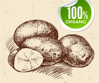 Hand Drawn Vegetables With Organic Sticker Vector
