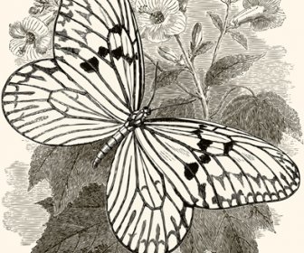 手工繪製的老式蝴蝶向量集