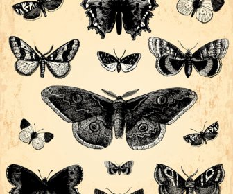 Digambar Tangan Vintage Kupu-kupu Vektor Set