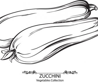 Hand Drawn Zucchini Vegetables Vector