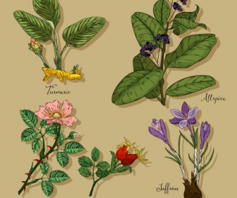 Herb Plants Icons Colorful Classic Handdrawn Sketch