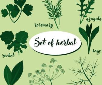 Herbal Icons Sets Various Green Types