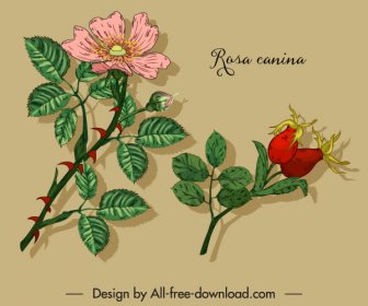 Herbal Plant Icons Floral Sketch Colored Classic Handdrawn