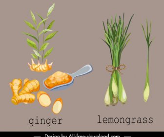 herbal plant icons ginger lemongrasss sketch