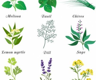 Tanaman Herbal Ikon Warna-warni Desain Berbagai Jenis Isolasi