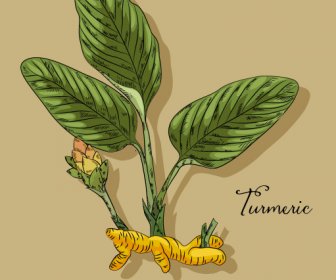Herbal Turmeric ícone Colorido Clássico Desenho à Mão Esboço