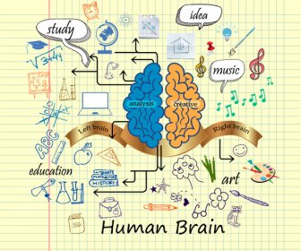 человеческий мозг инфографики дизайн с ручной обращается стиль