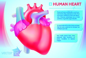 Human Heart Medical Vector Graphics
