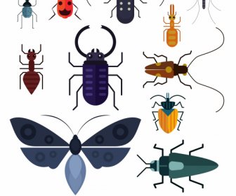 Insect Species Icons Colored Flat Design