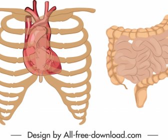 Iç Organlar Simgeleri Klasik Düz Tasarım