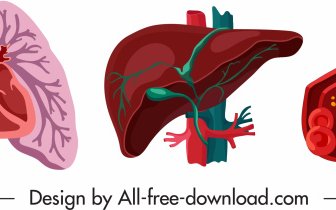 Internal Organs Icons Lung Liver Blood Vessels Sketch