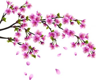 Japon Fleurs De Cerisier Vecteur Gratuit