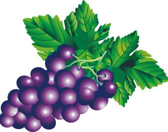 Juicy Fresh Grapes Design Vector Set