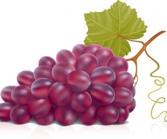 Juicy Fresh Grapes Design Vector Set 2