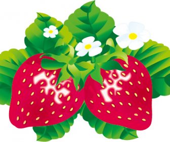 Juicy Fresh Strawberries Set Vector 3