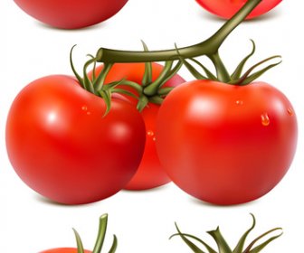 Juicy Fresh Tomato Graphics Vector