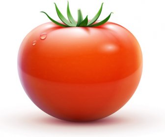 Juicy Fresh Tomato Graphics Vector