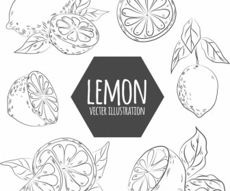 lemon design elements handdrawn sketch