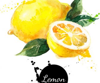 레몬 수채화 벡터