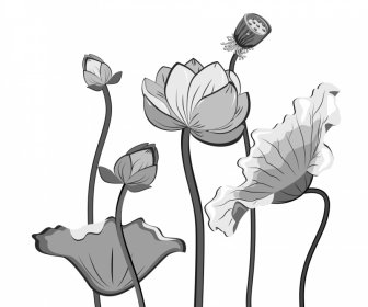 Фон цветка лотоса классический черно-белый контур