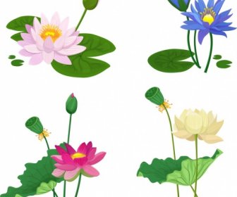 Lotus Flower Icons Colorful Classical Design