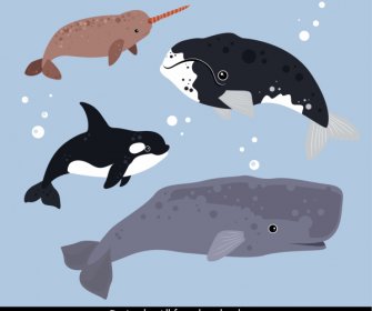 Marine Animals Icons Whales Species Sketch