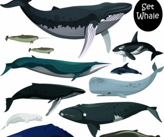 Marine Creature Icons Set Colored Whale Dolphin Decor