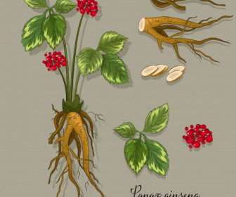 Medizinische Pflanze Symbole Gingseng Baum Teile Skizze