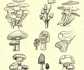 Mushroom Icons Collection Black White Handdrawn Sketch