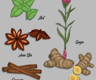 Natural Herb Icons Colored Classical Design