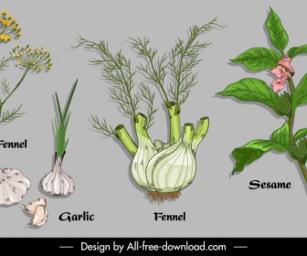 Natural Herb Ingredients Icons Colored Handdrawn Design