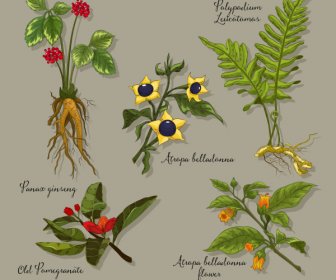 天然草药图标五颜六色的设计新鲜树素描