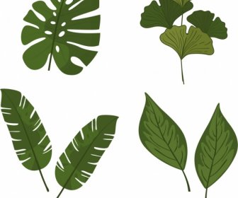 Natural Leaves Icons Templates Classical Green Shapes