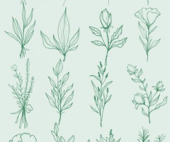 Natural Plants Icons Classic Handdrawn Botany Leaf Sketch