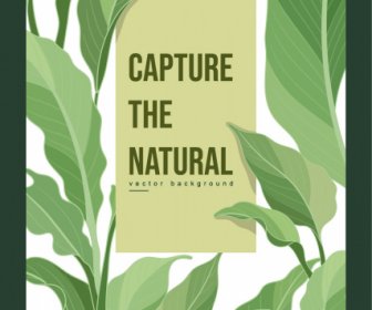 자연 배경 템플릿 밝은 녹색 잎 장식
