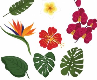 Nature Design Elements Floral Leaves Icons Colorful Design