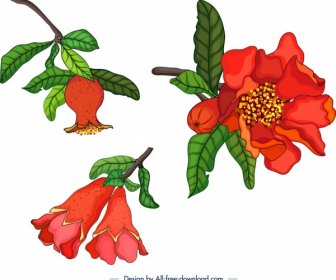 Nature Design Elements Pomegranate Theme Fruit Flowers Icons