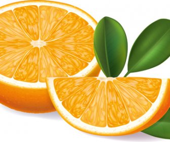 Orange Segments Creative Vector