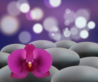 Orchidee Hintergrunddekoration Closeup Bokeh