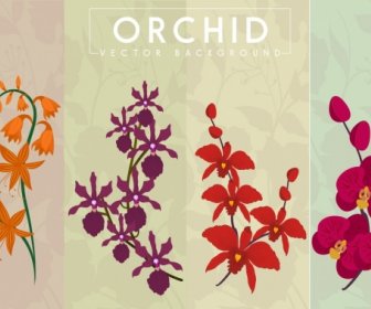 Coleção Orquídea Fundo Várias Formas Coloridas Design