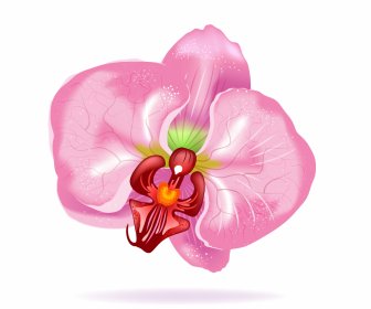 Flor Da Orquídea