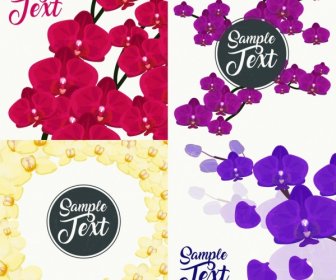 Orchids Background Collection Red Violet Yellow Design