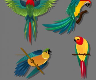 Papagaio Espécies ícones Colorido Esboço Voando Empoleirar-se Gestos