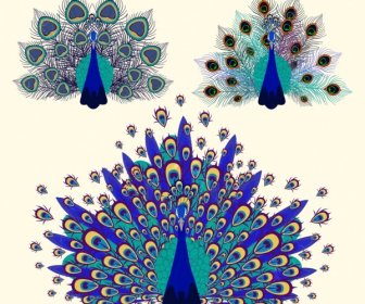 孔雀羽毛装饰平面设计图标的五彩