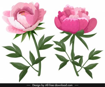 peony icons pink green classical handdrawn sketch