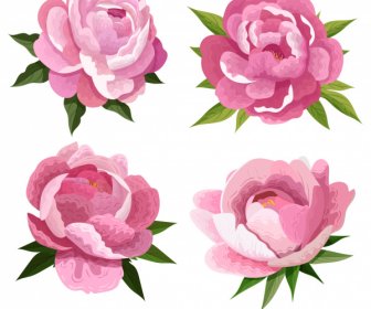 peony petals icons colored classical sketch