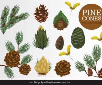 Elemen Desain Pinus Daun Benih Bunga Sketsa