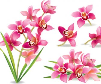 Pink Orchids Design Vector