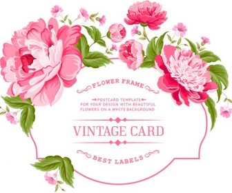 Vecteur De Pivoine Rose Cadre Carte Vintage