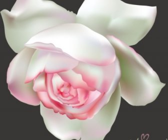 Pink With White Rose Beautiful Vector